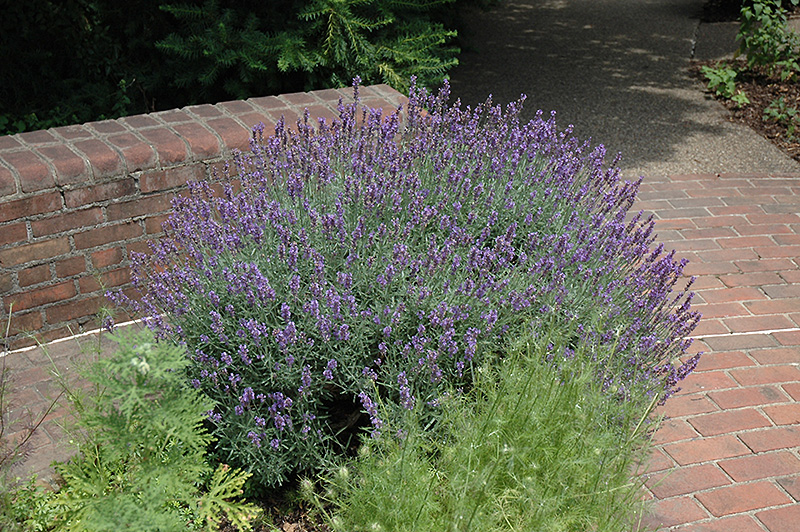 English Lavender (Lavandula angustifolia) at American Plant
