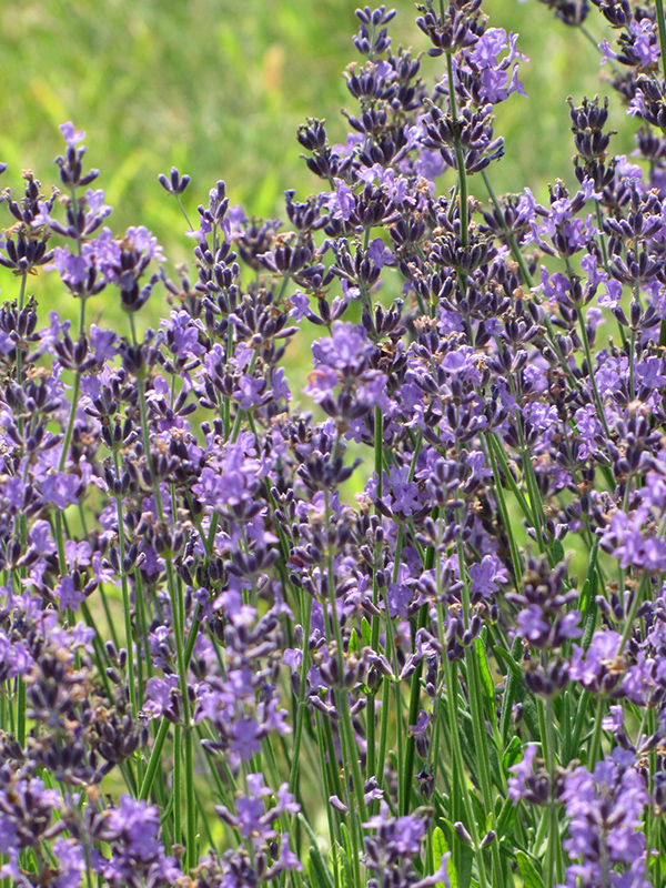 English Lavender (Lavandula angustifolia) at American Plant
