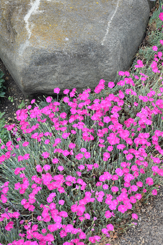 Firewitch Pinks (Dianthus gratianopolitanus 'Firewitch') at American Plant
