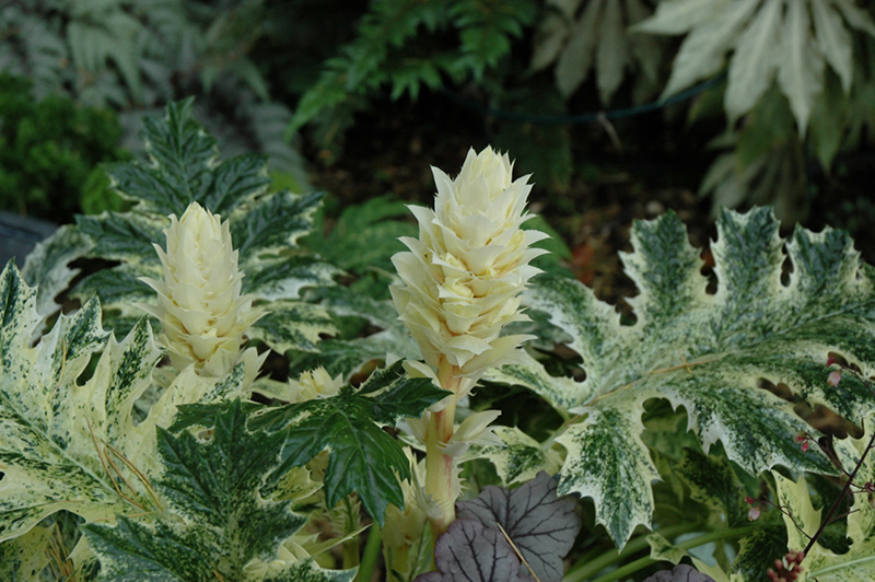 Whitewater Acanthus (Acanthus 'Whitewater') at American Plant