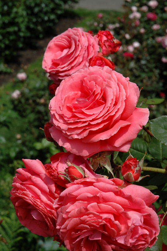 America Rose (Rosa 'JACclam') at American Plant