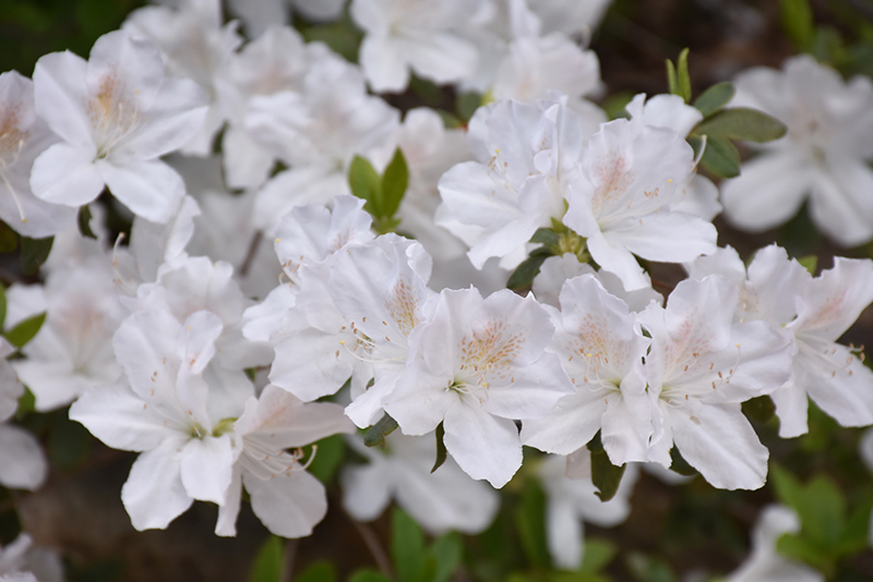 Delaware Valley White Azalea (Rhododendron 'Delaware Valley White') at American Plant