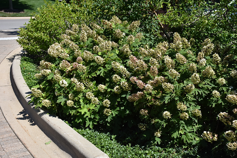 Snow Queen Hydrangea (Hydrangea quercifolia 'Snow Queen') at American Plant