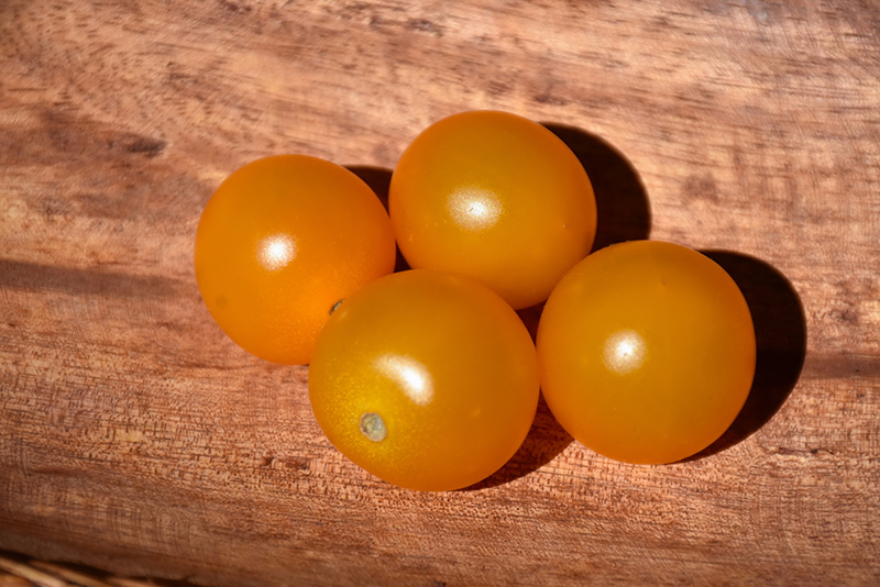 Sungold Tomato (Solanum lycopersicum 'Sungold') at American Plant