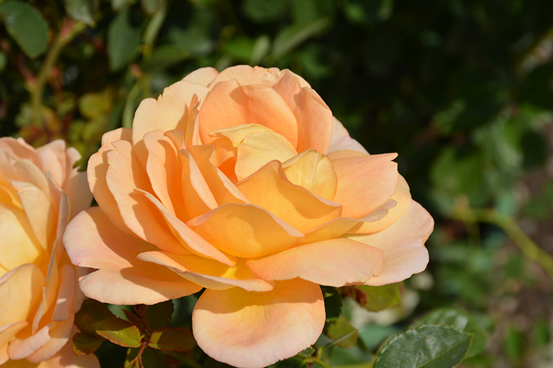 Lady Of Shalott Rose (Rosa 'Ausnyson') at American Plant