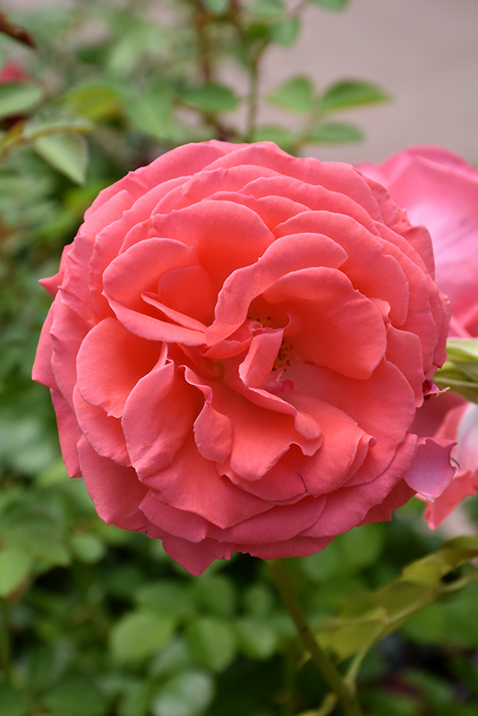 America Rose (Rosa 'JACclam') at American Plant