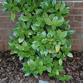 Plant Photo 7