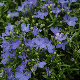 Plant Photo 10