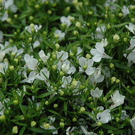 Plant Photo 1