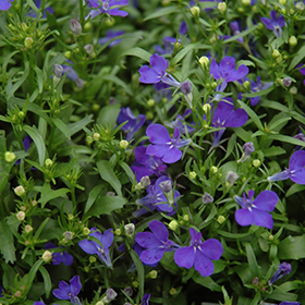 Plant Photo 9