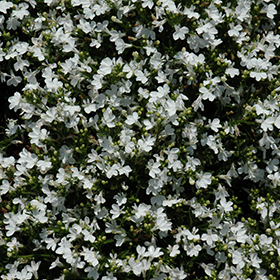 Plant Photo 3