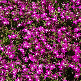 Plant Photo 4