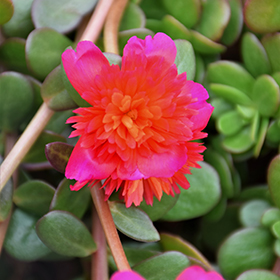 Plant Photo 9