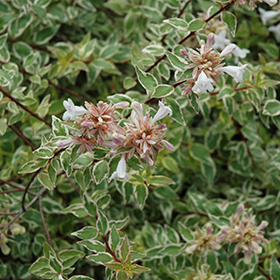 Plant Photo 4