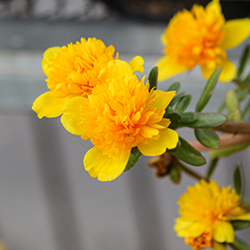 Plant Photo 6