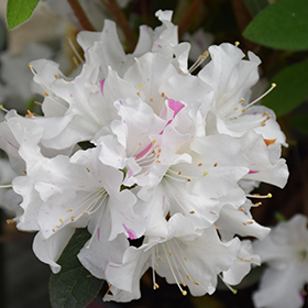 Plant Photo 2