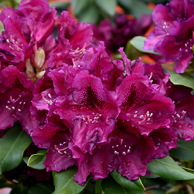 Rhododendron and Azalea Photo