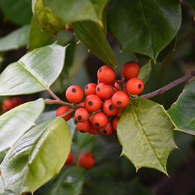 Plant Photo 6