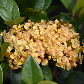 Plant Photo 2