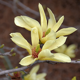 Plant Photo 3