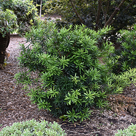 Plant Photo 4