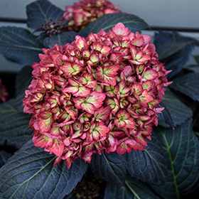 Plant Photo 8